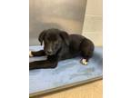 Adopt 55983908 a Labrador Retriever, Mixed Breed