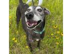 Adopt Eloise a Whippet, Mixed Breed