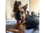 Adopt 55982380 a German Shepherd Dog, Mixed Breed