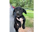 Adopt 55986122 a Labrador Retriever, Mixed Breed