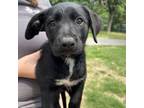 Adopt 55982228 a Labrador Retriever, Mixed Breed