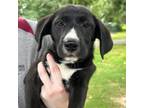 Adopt 55986105 a Labrador Retriever, Mixed Breed