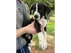 Adopt 55986075 a Labrador Retriever, Mixed Breed