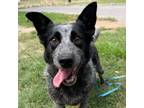 Adopt 55982040 a Cattle Dog, Mixed Breed