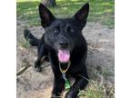 Adopt Aster a Shepherd, Mixed Breed