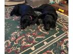 Adopt Emma a Labrador Retriever