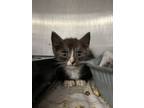 Adopt Crinkle Cut French Fries a Domestic Short Hair