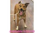 Adopt Dog Kennel #16 a Carolina Dog, Mixed Breed