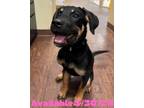 Adopt Dog Kennel #25 a Shepherd, Mixed Breed