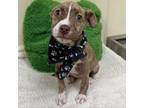 Adopt Valentine a Pit Bull Terrier, Mixed Breed