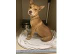 Adopt Scarlet a Mixed Breed
