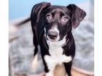 Adopt IBIZA a Labrador Retriever, Ibizan Hound