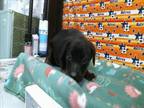 Adopt A1941110 a Labrador Retriever, Mixed Breed