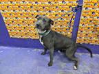 Adopt CLEOPATRA a Staffordshire Bull Terrier, Mixed Breed