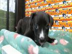 Adopt A1941109 a Labrador Retriever, Mixed Breed