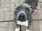 Adopt LINDA a Staffordshire Bull Terrier, Mixed Breed