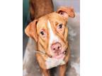 Adopt ALOHA a American Staffordshire Terrier, Mixed Breed
