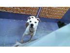 Adopt ALANI a Staffordshire Bull Terrier, Mixed Breed