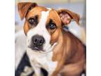 Adopt ELSIE a Staffordshire Bull Terrier, Mixed Breed