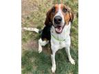 Adopt MIDGE a Treeing Walker Coonhound