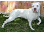 Adopt PEARL a Pit Bull Terrier