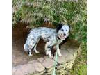 Adopt Genesis (fka Greta) a Border Collie, Australian Cattle Dog / Blue Heeler