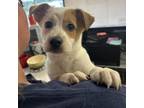 Adopt Penny a Coonhound, Jack Russell Terrier