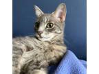 Adopt Cloud - Available from Foster a Domestic Short Hair