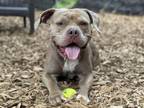 Adopt CANDY a Pit Bull Terrier