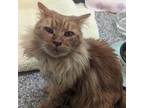 Adopt Butters a Domestic Long Hair