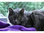 Adopt Sophie a Domestic Long Hair