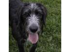 Adopt Maggie Belle a Standard Poodle, Hound