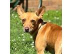 Adopt Judy a Terrier, Mixed Breed