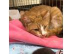 Adopt Mama +5 (rescue only) a Domestic Short Hair