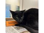 Adopt Lottery a Domestic Short Hair