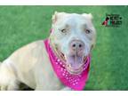 Adopt Isabeau a Pit Bull Terrier, Mixed Breed