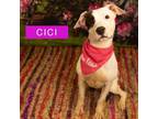 Adopt CiCi a Mixed Breed