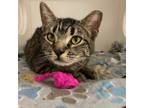 Adopt Butterfly a Domestic Short Hair