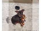 Chihuahua PUPPY FOR SALE ADN-790016 - Little Brown Puppy Teacup Loves to Cuddle