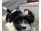 Morkie PUPPY FOR SALE ADN-790119 - Morkie Pups
