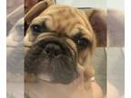 French Bulldog PUPPY FOR SALE ADN-790121 - 4 panel clear fluffy carrier