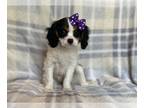 Cavalier King Charles Spaniel PUPPY FOR SALE ADN-790130 - Rory