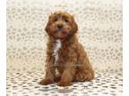 Cavapoo PUPPY FOR SALE ADN-790132 - Scamp
