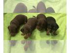 Dachshund PUPPY FOR SALE ADN-790146 - Dachshund Puppies 2 male 2 female