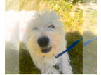 West Highland White Terrier PUPPY FOR SALE ADN-790149 - Westies available