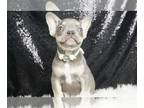 French Bulldog PUPPY FOR SALE ADN-790155 - Sisco AKC