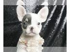 French Bulldog PUPPY FOR SALE ADN-790159 - Eloise AKC Frenchie