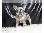 French Bulldog PUPPY FOR SALE ADN-790162 - Gracelyn AKC Frenchie