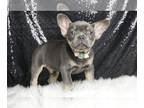 French Bulldog PUPPY FOR SALE ADN-790163 - Nathan AKC Frenchie