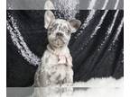 French Bulldog PUPPY FOR SALE ADN-790164 - Sadie Rose AKC Frenchie